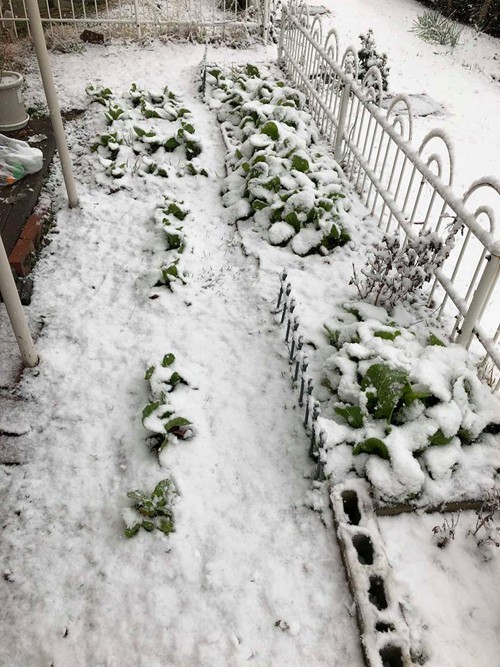 Một sáng thức dậy, chị Ngọc bất ngờ thấy tuyết phủ trắng những luống cải sau nhà. Tuyết rơi càng lúc càng mau và chẳng mấy chốc như tấm chăn phủ lên vườn cải xanh rì.