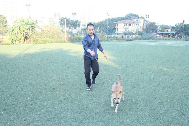 So với các giống chó khác, chó Phú Quốc săn mồi giỏi, rất tinh anh và nhanh nhẹn.