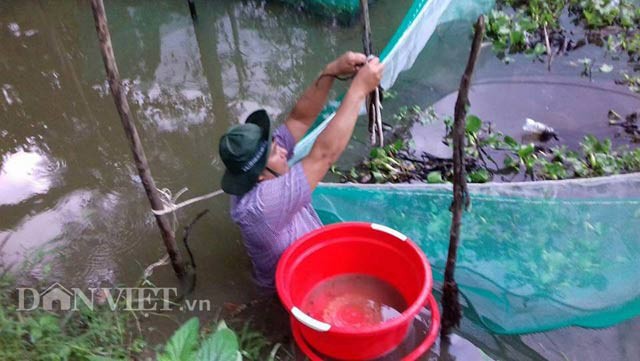 Anh Bùi Hoàng Bằng đang bắt rắn ri cá trong lưới mùng thả trong mương vườn.
Anh Bằng chia sẻ: “Thịt của loại rắn ri cá rất thơm ngon, bổ dưỡng có thể chế biến thành nhiều món ăn ngon dân dã miền Tây hoặc món ăn cao cấp trong các nhà hàng, khách sạn. Nếu nuôi rắn ri cá đúng bài bản thì rất mau lớn, rủi ro thấp bởi khả năng kháng bệnh rất cao của loài rắn này. Trước khi nuôi số lượng lớn rắn ri cá, tôi đã tự nghiên cứu những tài liệu có liên quan cũng như đi tham quan cách nuôi loài rắn này ở nhiều tỉnh miền Tây...”.




Anh Bùi Hoàng Bằng bắt từng bầy rắn ri cá trong lưới mùng lên giới thiệu tại cuộc thi Sáng tạo kỹ thuật thị xã Ngã Bảy, tỉnh Hậu Giang năm 2017.


Anh Bùi Hoàng Bằng bắt đầu nuôi rắn ri cá từ năm 2009 với 50 con rắn giống. Sau 15 tháng nuôi, rắn ri cá đã đạt trọng lượng từ 1,2-1,5 ký/con, với giá bán từ 400-450.000 đồng/ký, trừ hết các khoản chi phí anh còn lời xấp xỉ 30 triệu đồng. Tuy nhiên, qua quá trình nuôi, anh nhận thấy nuôi rắn ri cá trong bể xi măng kết quả chưa thật cao. Năm 2012, anh Bằng quyết định chuyển hướng sang nuôi rắn ri cá trong lưới mùng thả vào ao mương và đạt kết quả tốt.




Anh Bùi Hoàng Bằng (phải) thuyết trình về quy trình kỹ thuật nuôi rắn ri cá thương phẩm, rắn ri cá sinh sản trước hội đồng giám khảo cuộc thi Sáng tạo kỹ thuật thị xã Ngã Bảy, tỉnh Hậu Giang năm 2017.


Không chỉ nuôi rắn ri cá thương phẩm, hiện nay anh Bùi Hoàng Bằng còn tiến hành nuôi và cho rắn ri cá sinh sản theo ý muốn trong 18 cái vèo. Mỗi vèo anh thả nuôi từ 17-20 con rắn ri cá cùng lứa. Nguồn nước trong vèo nuôi rắn ri cá phải luân phiên thay đổi để đảm bảo sạch, an toàn cho bầy rắn. Bên trên mặt nước của ô vèo nuôi rắn ri cá, anh thả nhiều lục bình để tạo bóng mát cho đàn rắn trú ẩn. “Đối với rắn ri cá nuôi bán thịt 3 ngày cho chúng ăn 1 lần. Với rắn ri cá nuôi đẻ thì mỗi tuần cho ăn 1 lần. Thời điểm cho rắn ri cá giao phối tốt nhất là từ đầu tháng 5 đến cuối tháng 7 Âm lịch. Rắn ri cá mẹ đẻ mỗi năm chỉ 1 lần, mỗi lần từ 10-35 con…”, anh Bùi Hoàng Bằng chia sẻ kinh nghiệm nuôi rắn ri cá.




Mỗi vèo (lưới mùng), anh Bùi Hoàng Bằng nuôi từ 17-20 con rắn ri cá. Sau 15 tháng nuôi, rắn ri cá được xuất bán với trọng lượng đạt từ 1,2-1,5 ký/con.


Ông Trương Văn Tám, ngụ xã Thạnh Hòa nhận xét : “Cái lạ mà hay của nuôi rắn ri cá là cách anh Bằng “chế biến” thức ăn cho đàn rắn. Ban đầu, anh ấy cho mấy loại cá tạp như sặt rằn, rô phi ăn các loại thuốc bổ. Sau khi cho đàn cá tạp ăn thuốc bổ khoảng 30 phút thì chuyển qua cho đàn rắn ri cá ăn. Cách làm này giúp đàn rắn ri cá phát triển tốt, sinh sản đều và tỷ lệ hao hụt của rắn giống rất thấp…Cách này như là cho đàn rắn ăn cá tạp “ngậm thuốc bổ” vậy đó…”.

Hiện nay với 18 cái vèo trong mương vườn, anh Bùi Hoàng Bằng thả nuôi 1.200 con rắn ri cá mỗi năm, sau khi trừ hết các khoản chi phí, anh còn lời trên 400 triệu đồng.

Đánh giá về mô hình nuôi rắn cho ăn cá tạp “ngậm thuốc bổ” của anh Bằng, ông Trương Văn Chín-Trưởng Ban giám khảo cuộc thi cho biết: “ Đây là mô hình mới, lạ mà hay, sáng tạo, có tính khả thi vì mang lại hiệu quả kinh tế rất cao, dễ thực hiện, không cần nhiều nguồn vốn đầu tư. Cần nghiên cứu, phổ biến để người dân đia phương học tập, làm theo…”.

Theo Dân Việt
