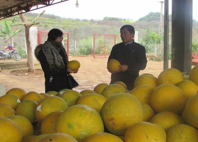 Ông Dũng đang giới thiệu chất lượng hoa quả cho khách du lịch đến tham quan và trải nghiệm tại trang trại