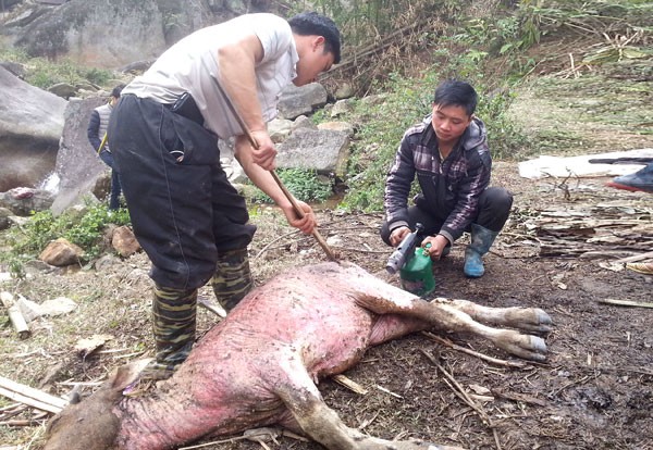 Người d&acirc;n Sa Pa x&oacute;t xa mổ thịt tr&acirc;u chết r&eacute;t b&aacute;n cố vớt v&aacute;t được ch&uacute;t tiền n&agrave;o hay ch&uacute;t ấy. Ảnh: Đức Nguyễn.