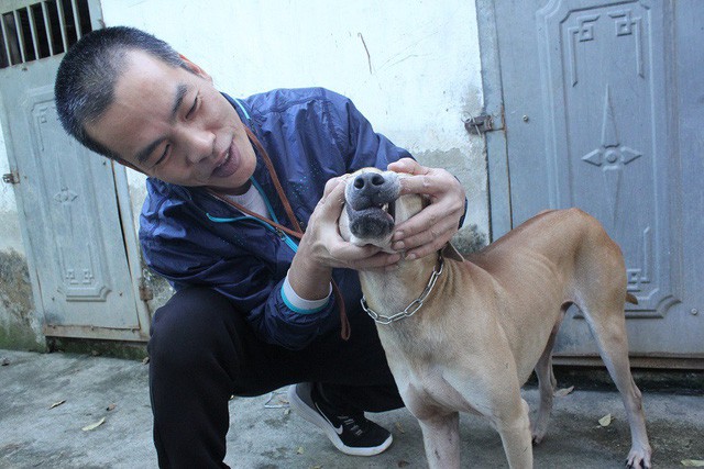 Hiện tại, trang trại anh Thắng nuôi khoảng 60 chó Phú Quốc trị giá lên tới hàng tỷ đồng.