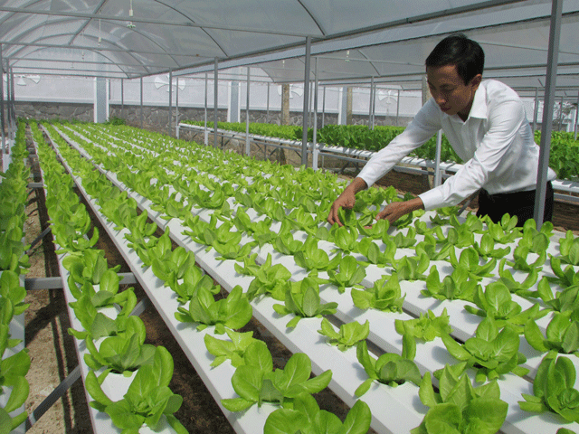 Anh Phong đang kiểm tra và chăm sóc mô hình trồng rau thủy canh lắp đặt cho khách hàng.
