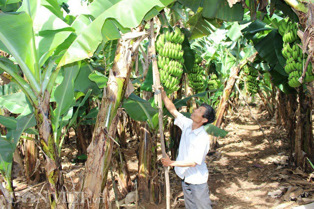 Những buồng chuối khi đủ lớn sẽ được ông Trữ dùng cây có chạng hình chữ V để chống, tránh bị gãy, đổ do quá nặng. Ảnh: Văn Long.