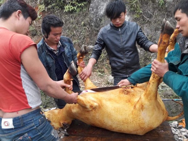 Một ngh&eacute; non chết r&eacute;t được b&aacute;n với gi&aacute; 6 - 7 triệu đồng/nguy&ecirc;n con.