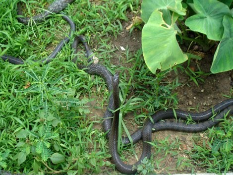 
Khi bị rắn cắn cần phân biệt rắn có nọc độc và rắn không có nọc độc bằng vết cắn.
