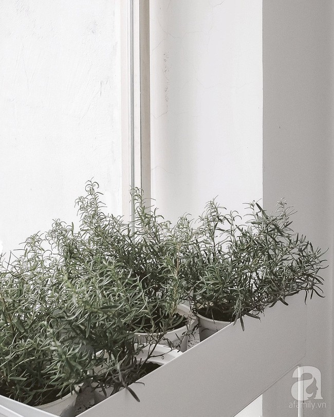 Ban công nhỏ với những cây hương thảo xinh xinh.