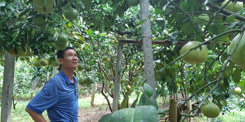 
Nhờ trồng bưởi đỏ, nhiều hộ nông dân huyện Tân Lạc, Hoà Bình, có thu nhập khá. Ảnh: X.T
