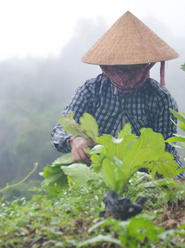  Vợ chồng chị Hoa và người thân thu hoạch cải trồng trên rẫy của gia đình mình. 