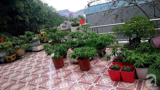 Một góc dành cho đào lớn hơn một chút.