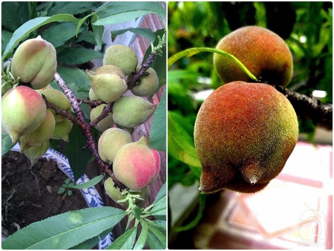 Thành quả bao nhọc nhằn, mưa nắng là sân thượng đào trĩu quả khiến ai cũng ao ước.