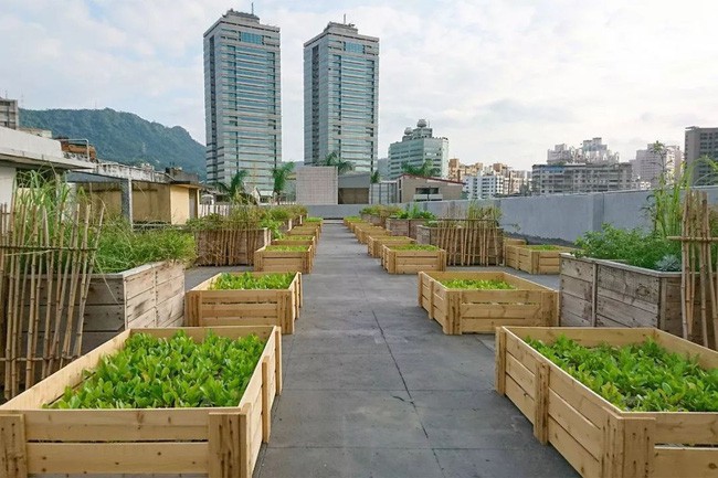 Vườn rau ông He cùng các bạn nhỏ trong vùng thiết kế, chăm sóc.