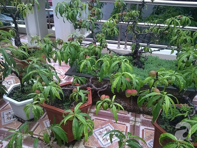 Một góc dành cho đào lâu năm.