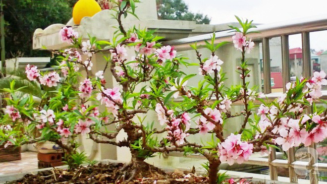 Những gốc đào ra hoa rực rỡ vào mùa xuân.