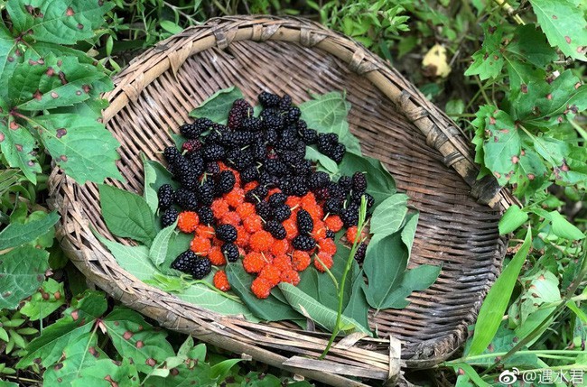 Tự tay trồng các loại cây ăn quả.