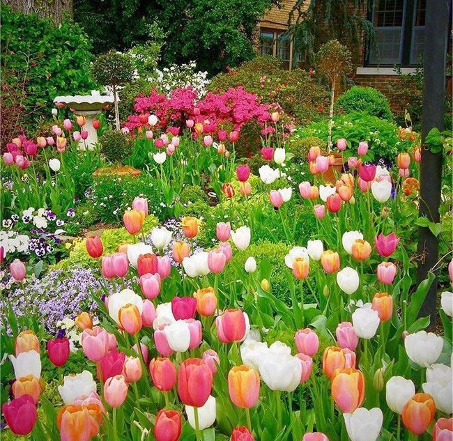 Chị trồng khoảng 800 củ tulip với nhiều màu rực rỡ.