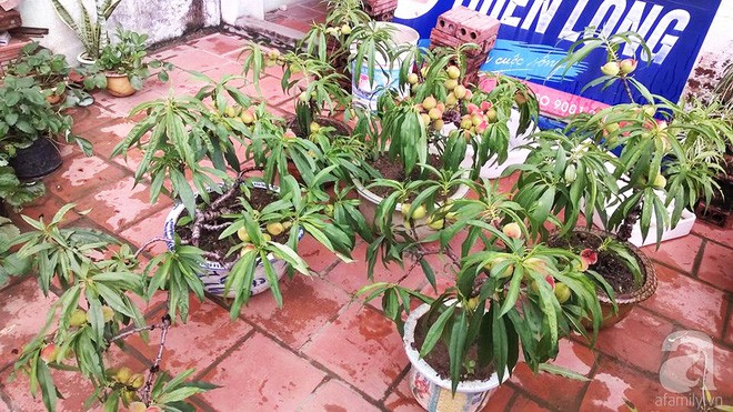 Góc đào đẹp ấn tượng trên sân thượng.