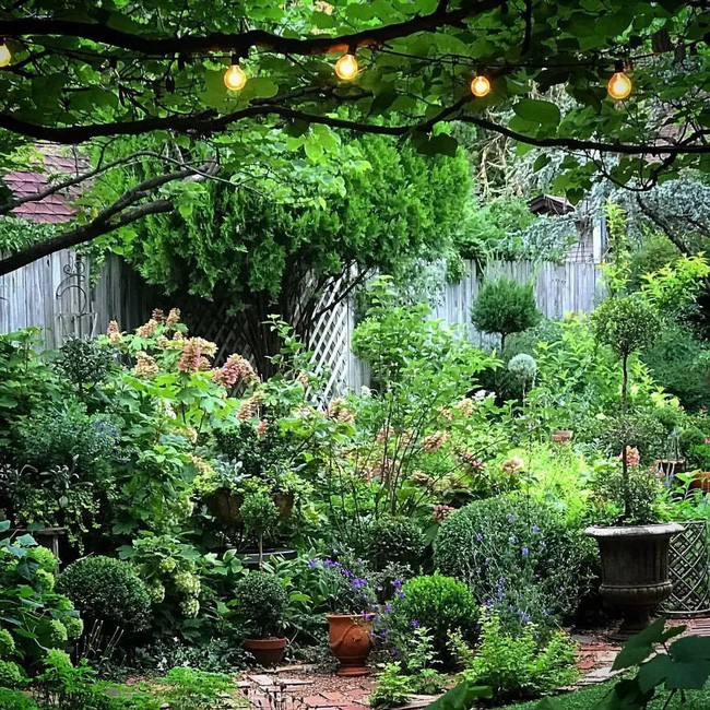 Góc vườn rợp bóng cây.