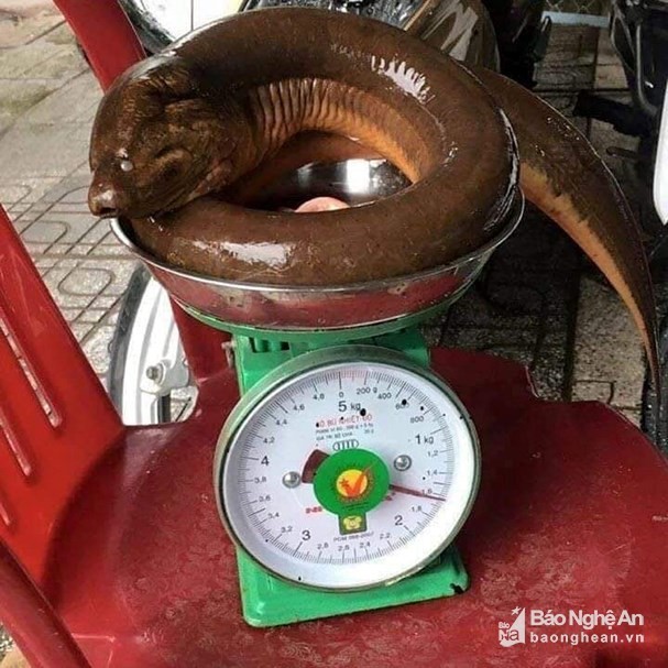 
Con lươn “khủng” có cân nặng 1,6kg.
