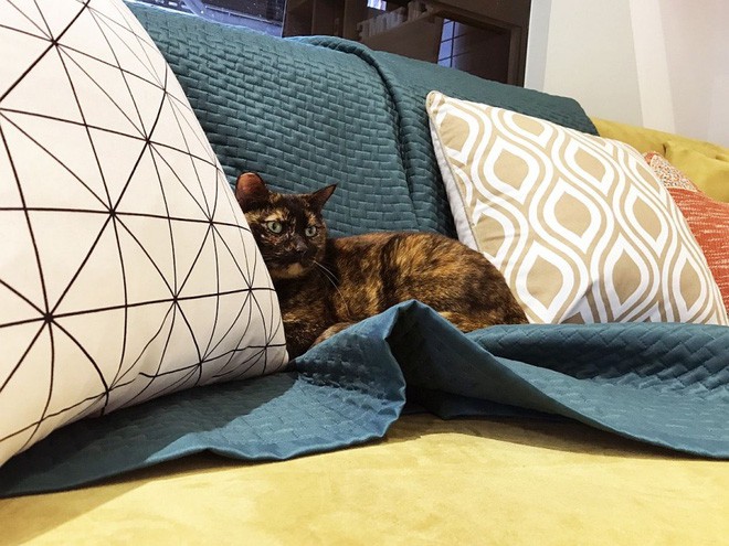 Những gam màu được kết hợp nhẹ nhàng, tươi tắn mang lại cảm giác thoải mái cho người sử dụng.