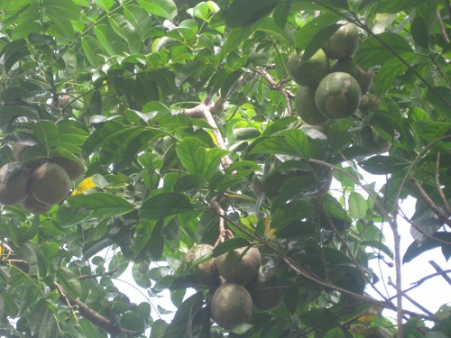 
Nhờ trồng vườn c&oacute;c cầy b&ecirc;n ruộng nhau nh&uacute;t đ&atilde; mang lại nguồn thu nhập h&agrave;ng trăm triệu đồng cho gia đ&igrave;nh &ocirc;ng S&agrave;nh.
