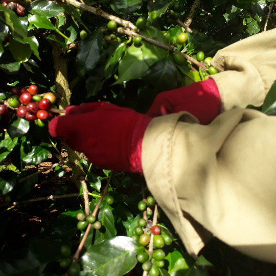 
Cà phê là cây trồng chủ lực của người dân bản Sàng
