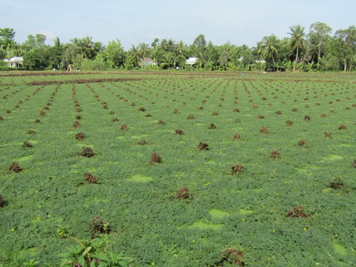 
Những cánh đồng rộng trồng rau nhút ở xã Xuân Hiệp, huyện Trà Ôn, tỉnh Vĩnh Long.
