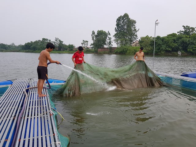 
Công nhân trang trại thường xuyên phải kiểm tra tình trạng cá và vệ sinh hồ nuôi. Ảnh: Hoàng Huyền
