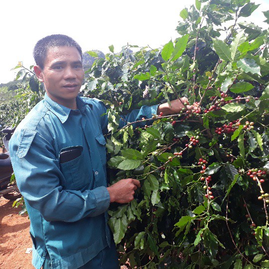 
Theo anh Toản, trồng cà phê cho hiệu quả kinh tế cao hơn so với trồng lúa, ngô
