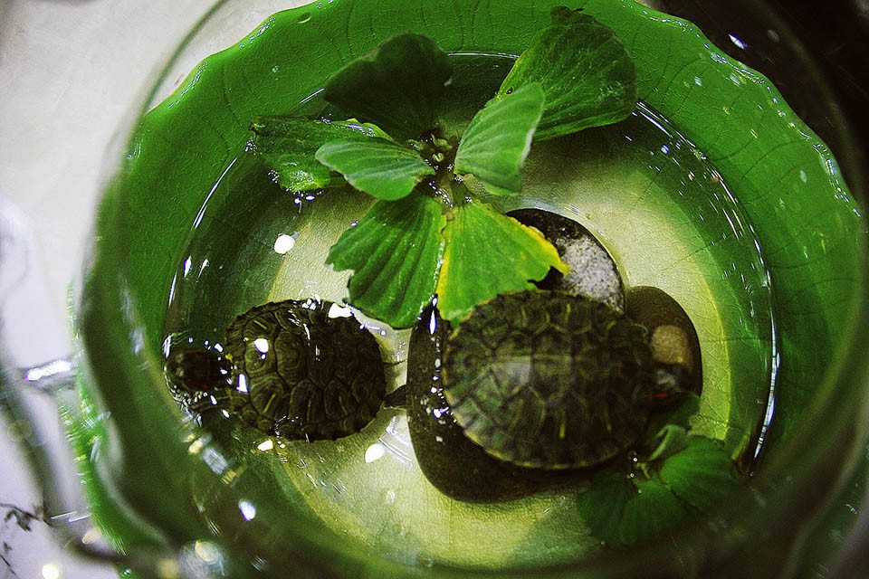 Ca sĩ gốc Hải Dương có thú vui nuôi rùa trong chậu nhỏ.