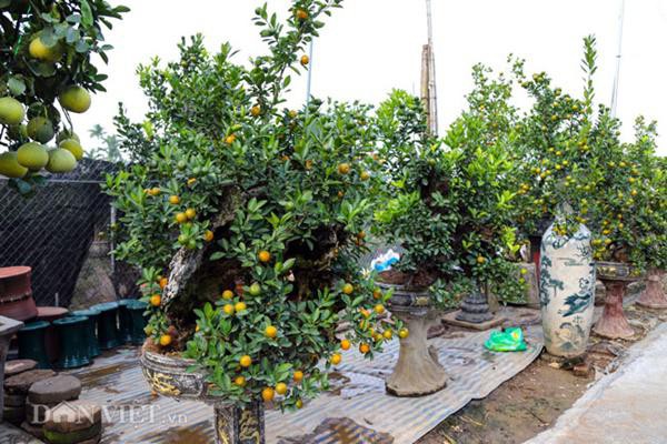 
Thay v&igrave; trồng quất v&agrave;o c&aacute;c b&igrave;nh, chậu truyền thống, một nh&agrave; vườn đ&atilde; s&aacute;ng tạo ch&uacute;ng th&agrave;nh một t&aacute;c phẩm lạ mắt, độc đ&aacute;o hơn khi gh&eacute;p quất c&ugrave;ng với gỗ lũa.

