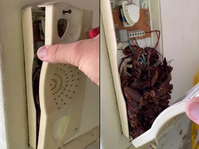 B&ecirc;n trong hộp điện thoại l&agrave; h&agrave;ng chục con gi&aacute;n đang l&agrave;m tổ.