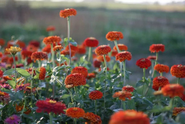 Những luống hoa được gia đình Erin chăm chút.