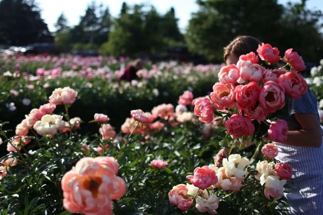 Cánh đồng hoa hồng.