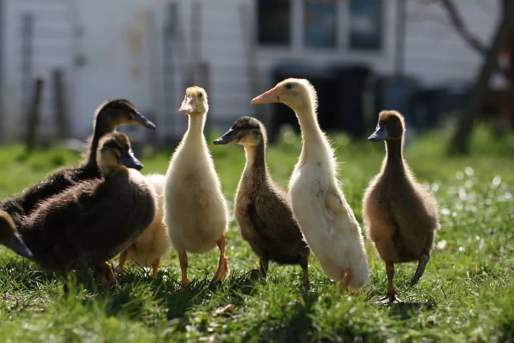 Góc chăn nuôi, trồng trọt của gia đình Erin.