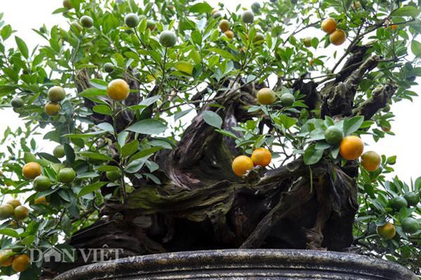 
Việc tạo dáng cho cây bên những gốc gỗ lũa đã khó, khi chăm sóc lại có điểm đặc biệt riêng. Mỗi một cây lại có chế độ ủ phân tưới nước riêng. Cây nào ăn nhiều nước nhiều phân thì phải thường xuyên chăm sóc, có những cây phải chăm sóc ít hơn, mỗi cây mỗi vẻ phải lựa sao cho phù hợp. Có những cây tưới nhiều quá úng cũng chết, thiếu nước thì quả mã cũng không được đẹp, chủ vườn quất ghép gỗ chia sẻ.
