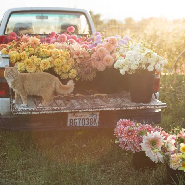 Thu hoạch hoa mỗi chiều.