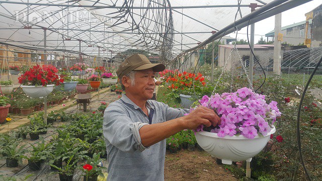 
Nhờ trồng hoa b&aacute;n Tết m&agrave; &ocirc;ng Vũ Văn Bảng c&oacute; thu nhập l&ecirc;n đến h&agrave;ng trăm triệu đồng.
