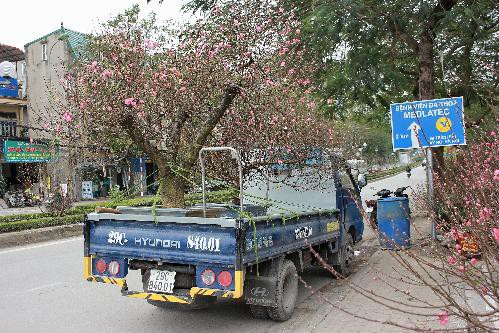 
Một xe tải vận chuyển đào trên đường Lạc Long Quân, Tây Hồ, Hà Nội.
