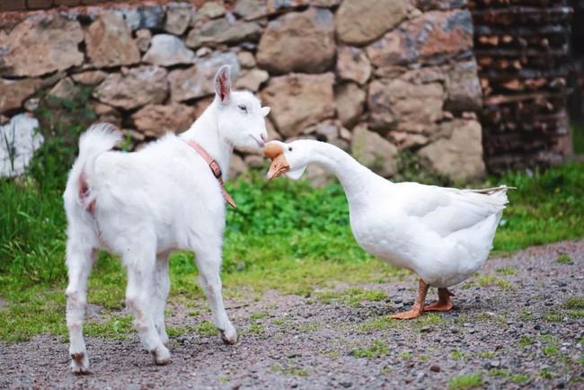 Doge nuôi khá nhiều động vật.