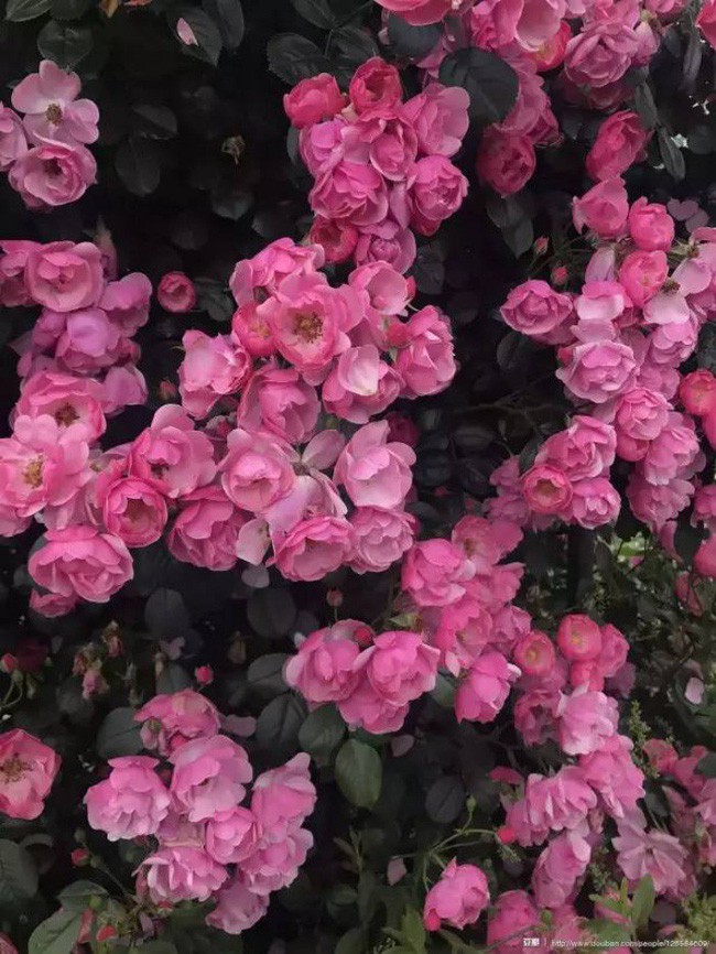 Hoa nở rực rỡ trong vườn.