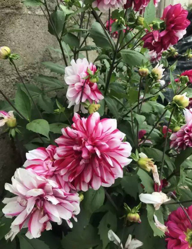 Những loại hoa cô trồng trong vườn.