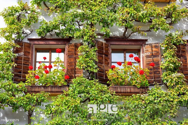 Khung cửa sổ lãng mạn.