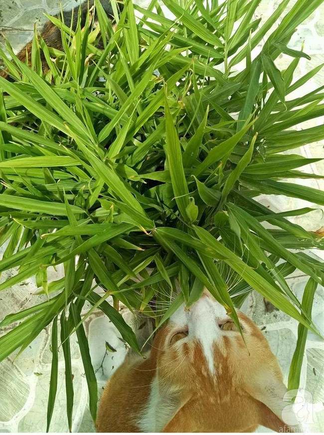 Chị Quyên cũng là người phụ nữ rất yêu mèo.