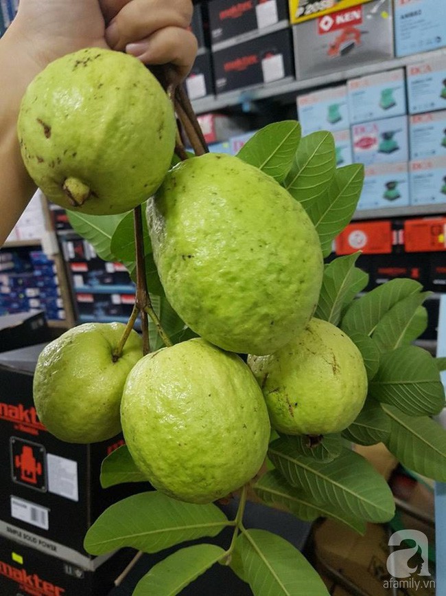 Ổi trồng trên sân thượng.