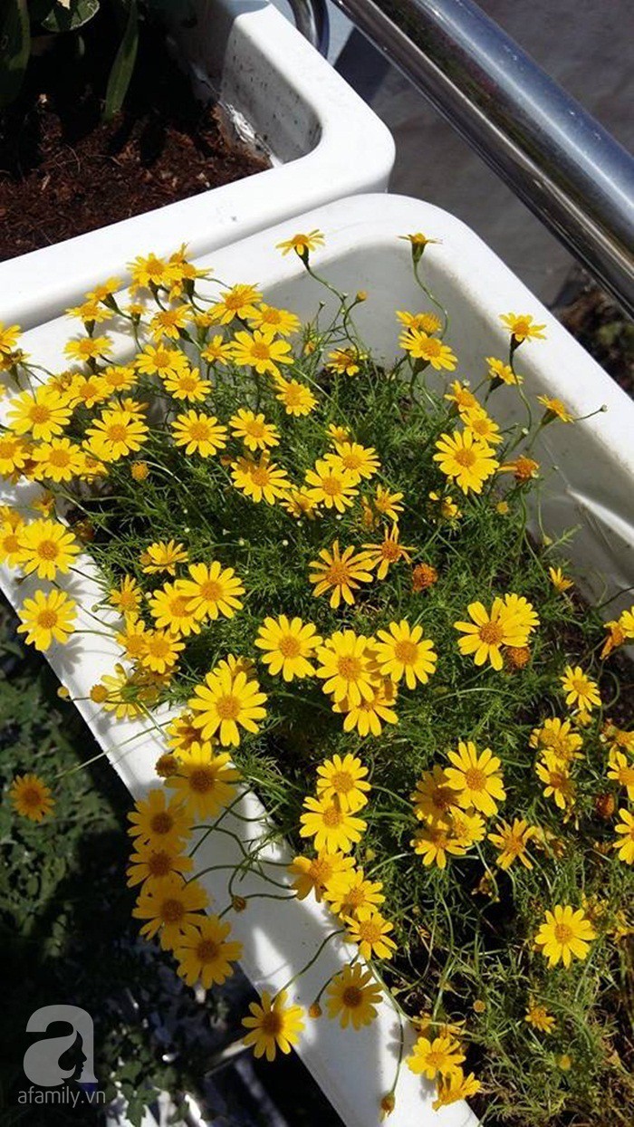 Sân thượng đầy hoa và nắng.