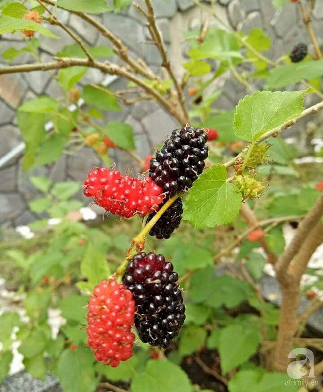 Dâu trồng trên sân thượng.