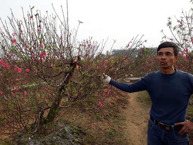 Ông Nguyễn Văn Hào xót xa nhìn những cây đào bị kẻ xấu phá hoại.