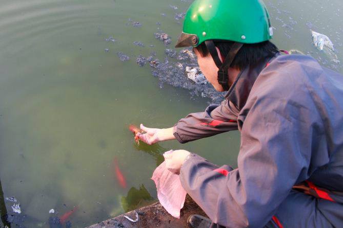 Phóng sinh đúng cách là thả cá từ từ ở nơi vắng người, nước sạch để cá sống được. Ảnh minh họa