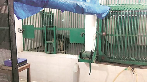 Hai con sư tử bị nhốt sau vụ tai nạn. Ảnh: Indian Express.